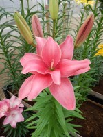 [5007 Pink Blossom No01.JPG]